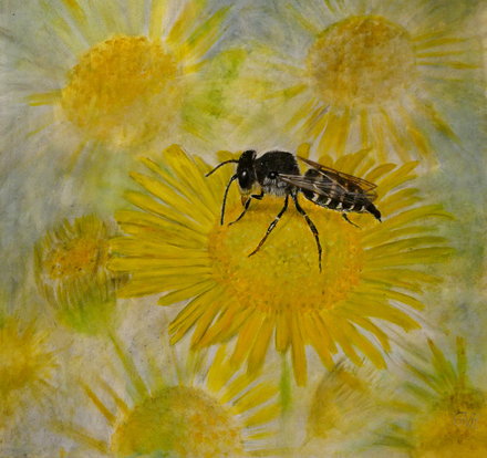 Bee Coelioxys alata 90 cm x 90 cm